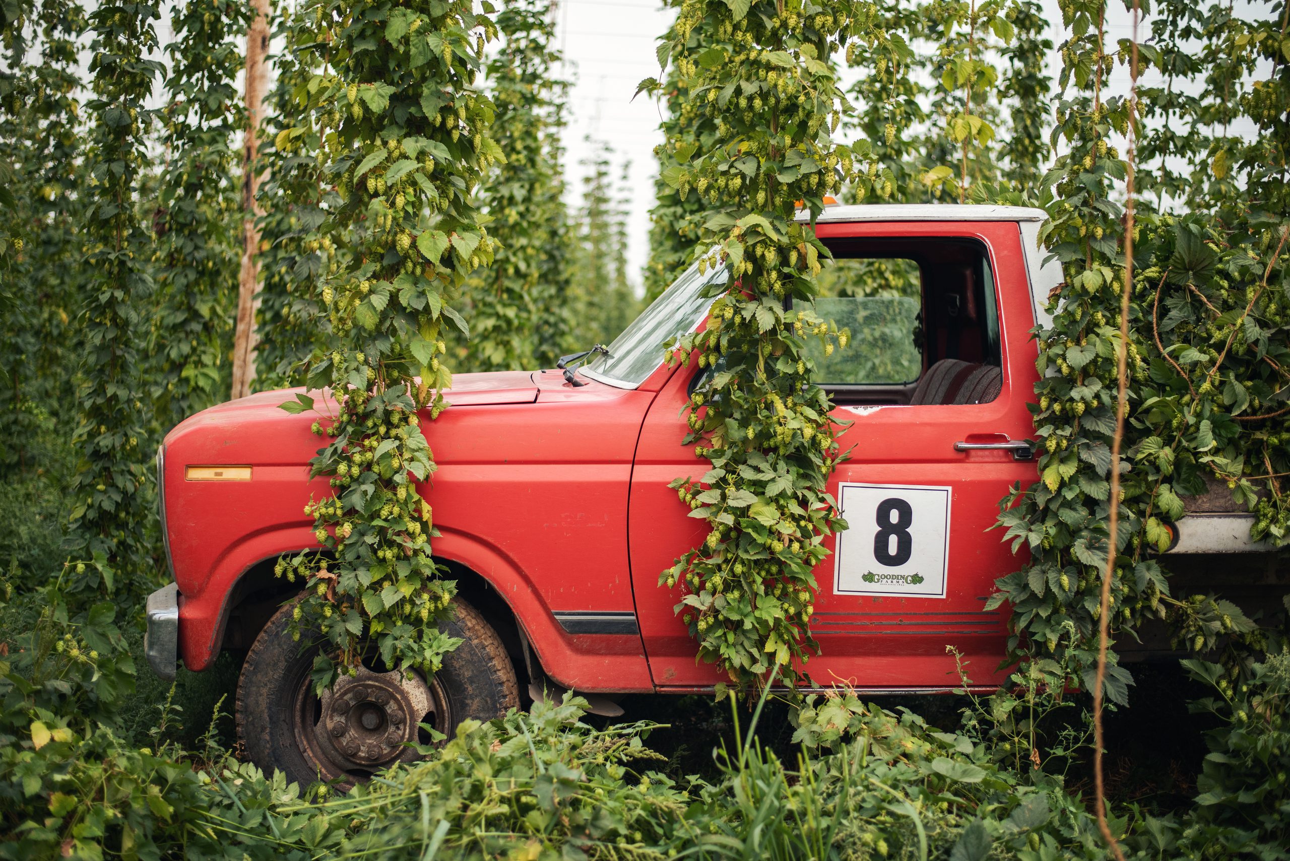 a red pickup parked in between hanging hop vines